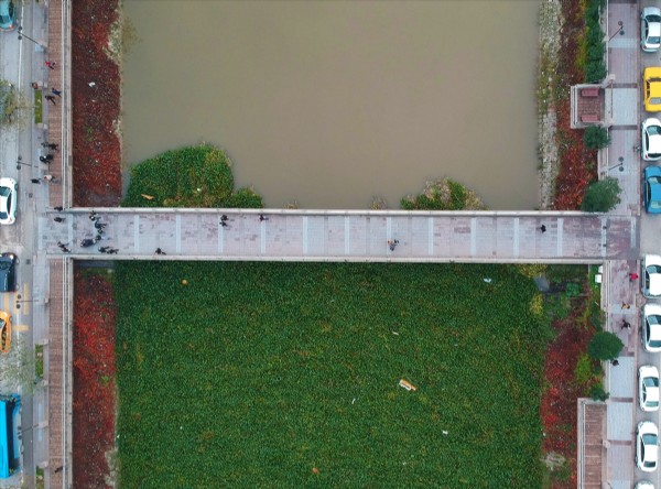 Su canavarları, Asi Nehri'ni kapladı