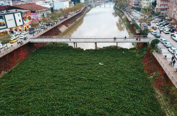 Su canavarları, Asi Nehri'ni kapladı