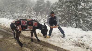 Demirci'de Yabani Hayvanlara Yiyecek Bırakıldı