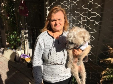 Hayvanseverden Hırsıza Çağrı Açıklaması 'Köpeğimi Getirsin Şikayetimi Çekip Ödül Vereceğim'