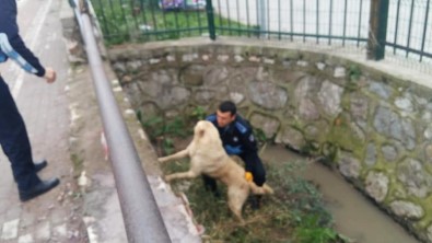 Kanala Düşen Köpeği Zabıta Ekipleri Kurtardı