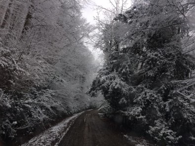 Ormancı Gözüyle Yenice Ormanlarında Kar Manzarası