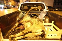 KAÇAK AVCI - Dağ Keçisi Öldürüp, Karşı Çıkan Köylüyü Darp Ettiler