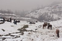DURANKAYA - (Özel) Aç Kalan At Sürüsüne Belediye Sahip Çıktı