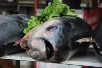 Ton Balığına Yoğun İlgi