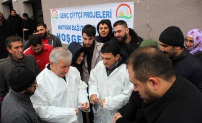 Yalovalı Genç Çiftçilere Büyük Baş Hayvan Dağıtıldı