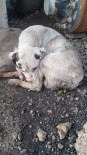 BELDEN - Yaralı Köpek Yardım Bekliyor