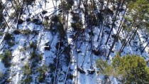 HASAN KESKIN - Bolu'da Fırtına Sarıçam Ağaçlarını Devirdi