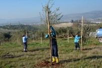 ÜÇPıNAR - Dikilen Ağaçlar Vatandaşın Ekonomisini Canlandıracak