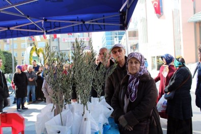 Kocaeli'de Afrin Operasyonuna Destek İçin Zeytin Fidanı Dağıtıldı