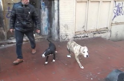 (Özel) Taksim'de Metruk Binada Dövüş Köpekleri Bulundu
