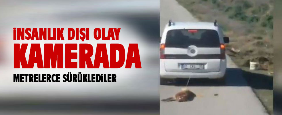 Ölü köpeği yolda metrelerce sürükledi... İnsanlık dışı olay kamerada