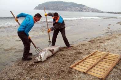 Alanya'da Köpek Balığı Kıyıya Vurdu