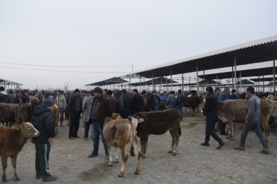 Şap Karantinası Altında Bulunan Hayvan Pazarı Yeniden Açıldı