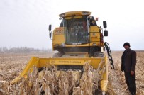 OSMAN AKBAŞ - Şubat Ayında Mısır Hasadı