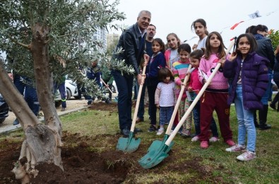 Tece Sahiline Zeytin Ağacı Dikildi