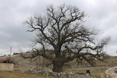 700 Yaşındaki Meşe Ağacı Bu Yıl Da Yeşerecek
