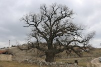 700 Yaşındaki Meşe Ağacı Bu Yıl Da Yeşerecek