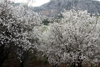 KNIDOS - Badem Çiçekleri Açtı, İlçe Beyaza Büründü