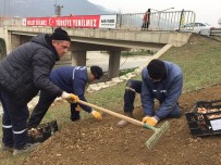LALE SOĞANI - 26 Bin Lale Toprakla Buluşuyor