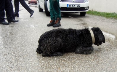 Edremit'te Köpek Katliamı