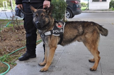 Eğitimdeki Polis Köpekleri Görev İçin Hazırlanıyor