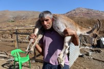 DAĞ KEÇİSİ - Kilometrelerce Yaralı Dağ Keçisini Sırtında Taşıyan Çoban Bu Kez Yem Çuvallarını Taşıdı