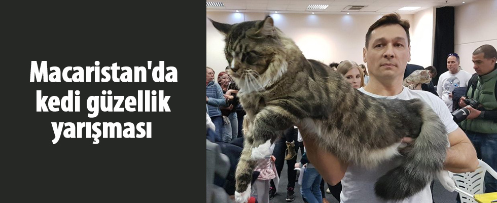 Macaristan'da kedi güzellik yarışması