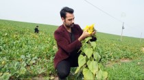 GÜRLEK - Osmaniye'de Ayçiçeği Erken Açtı