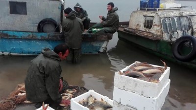 Sivas'ın Balığı Takas İçin Samsun'a Götürülüyor