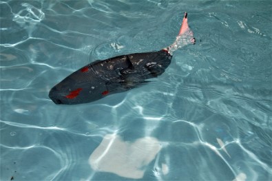 Su Altının Yeni Kaşifi Açıklaması Akıllı Robot Balık