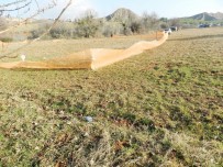 AKKENT - Tarlada Köpek Dövüşü İçin Arena Oluşturdular