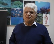 KıLKUYRUK - Akdenizin İşgalci Balıkları Su Altında Görüntülendi