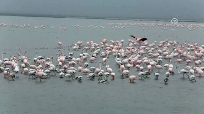 Gala Gölü'nün Pembe Tüylü Misafirleri Göçü Bekliyor