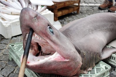 Lüleburgaz'da Camgöz Köpek Balığı Görenleri Şaşırttı