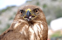 Yaralı Kızıl Şahine Şantiye Çalışanları Sahip Çıktı