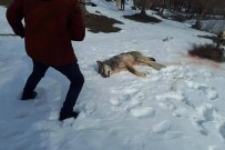 Ağrı'da Köye İnen Kurt Köpekler Tarafından Parçalandı Haberi