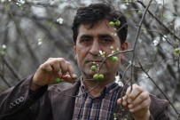 ERİK AĞACI - Antalyalı Çiftçiden Afrin'deki Askerlerin Hamile Eşlerine Anlamlı Hediye