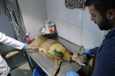 Hayatını 3 Ayaklı Sürdürmek Zorunda Kalacak