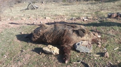 Karaman'da Yaban Domuzu Sürek Avı Düzenlendi