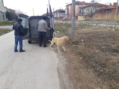 Kısırlaştırılan Sokak Hayvanları Mikroçiplerle De Takip Ediliyor