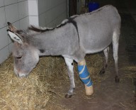 (Özel) Dünyada İlk Defa Bir Eşek Hastası Kendi Kanı İle Tedavi Edildi