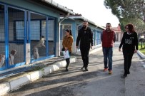 Sokak Hayvanlarına Şefkat Eli