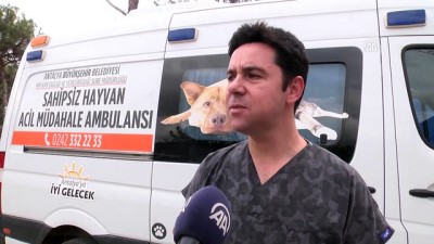 Antalya'da Sokak Köpeği Kesici Aletle Boynundan Yaralandı