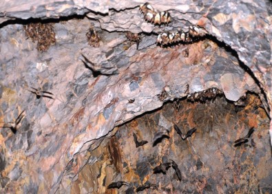 Orman Ve Su İşleri Bakanlığı Yarasalar İçin Suni Mağara Yaptı