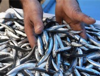 İNCİ KEFALİ - Karadeniz hamsisi tescillendi