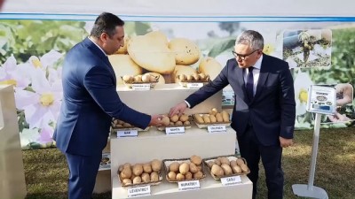 Tescilli 4 Yerli Patates İhaleyle Satışta
