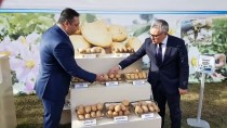 YERLİ TOHUM - Tescilli 4 Yerli Patates İhaleyle Satışta