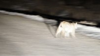 Tunceli'de Kırmızı Listede Yer Alan İki Vaşak Fotoğraflandı Haberi