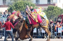 Ayvalık'ta 4. Geleneksel Balıkesir Büyükşehir Belediyesi Deve Güreşi Festivali